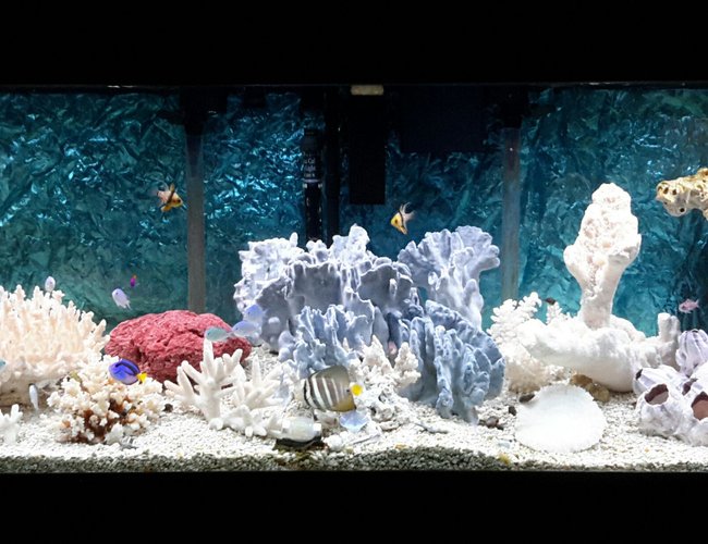 125 gallons saltwater fish tank (mostly fish, little/no live coral) - Our little slice of the ocean! 125 gallons saltwater fish tank (mostly fish, little/no live coral) - Our little slice of the ocean!