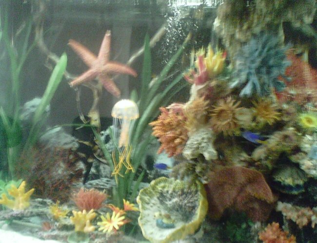 60 gallons saltwater fish tank (mostly fish, little/no live coral) - handmade Rock 60 gallons saltwater fish tank (mostly fish, little/no live coral) - handmade Rock