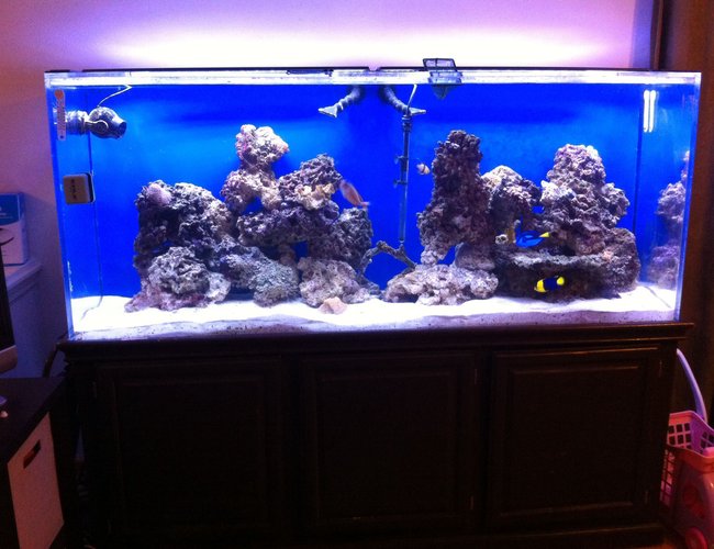 225 gallons saltwater fish tank (mostly fish, little/no live coral) - 225 gal saltwater fish tank one month 'old' 225 gallons saltwater fish tank (mostly fish, little/no live coral) - 225 gal saltwater fish tank one month 'old'