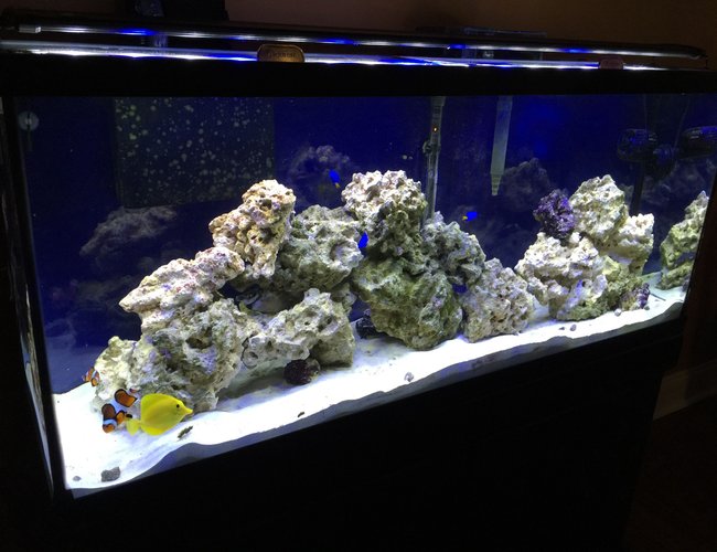 55 gallons saltwater fish tank (mostly fish, little/no live coral) - 55 gallon FOWLR 55 gallons saltwater fish tank (mostly fish, little/no live coral) - 55 gallon FOWLR