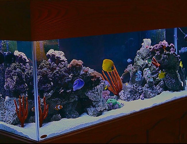 180 gallons saltwater fish tank (mostly fish, little/no live coral) - 180 gallon saltwater fish tank w/live rock, green carpet anemone, various mushrooms. 180 gallons saltwater fish tank (mostly fish, little/no live coral) - 180 gallon saltwater fish tank w/live rock, green carpet anemone, various mushrooms.