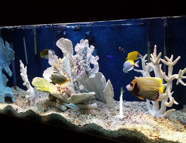 220 gallons saltwater fish tank (mostly fish, little/no live coral) - I'm not great photographer (needless to say) but you get the point. I open to questions and "constructive" criticism. 220 gallons saltwater fish tank (mostly fish, little/no live coral) - I'm not great photographer (needless to say) but you get the point. I open to questions and "constructive" criticism.