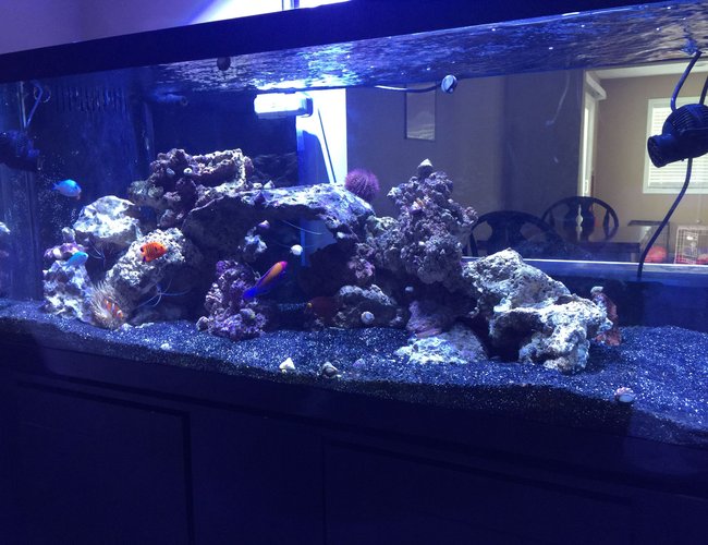 75 gallons saltwater fish tank (mostly fish, little/no live coral) - 75 gal FOWLR tank 75 gallons saltwater fish tank (mostly fish, little/no live coral) - 75 gal FOWLR tank