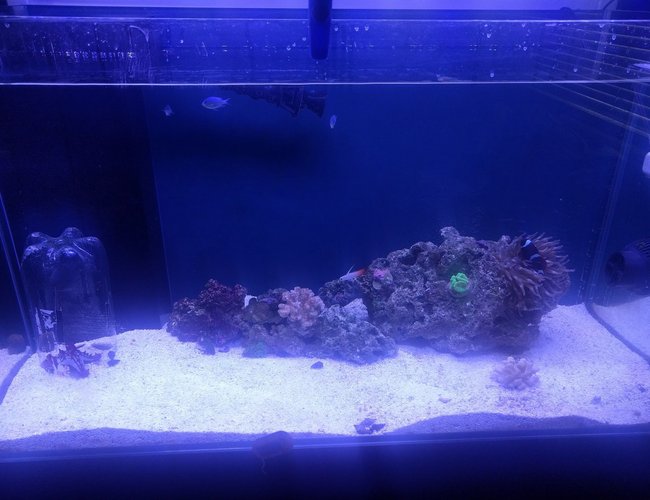 65 gallons saltwater fish tank (mostly fish, little/no live coral) - k 65 gallons saltwater fish tank (mostly fish, little/no live coral) - k