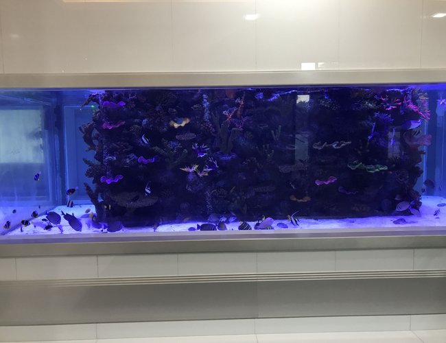 5000 gallons saltwater fish tank (mostly fish, little/no live coral) - 5000 gallon saltwater tank with artificial reef 5000 gallons saltwater fish tank (mostly fish, little/no live coral) - 5000 gallon saltwater tank with artificial reef