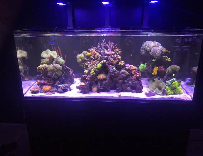 165 gallons saltwater fish tank (mostly fish, little/no live coral) - Here fishy fishy... 165 gallons saltwater fish tank (mostly fish, little/no live coral) - Here fishy fishy...