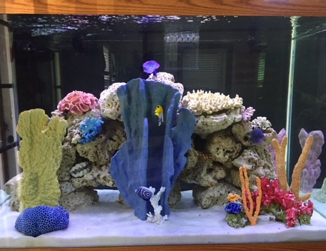 150 gallons saltwater fish tank (mostly fish, little/no live coral) - Front view 150 gallons saltwater fish tank (mostly fish, little/no live coral) - Front view