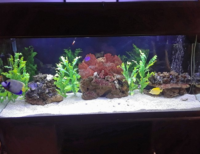 150 gallons saltwater fish tank (mostly fish, little/no live coral) - 150 gallon FOWLR 150 gallons saltwater fish tank (mostly fish, little/no live coral) - 150 gallon FOWLR