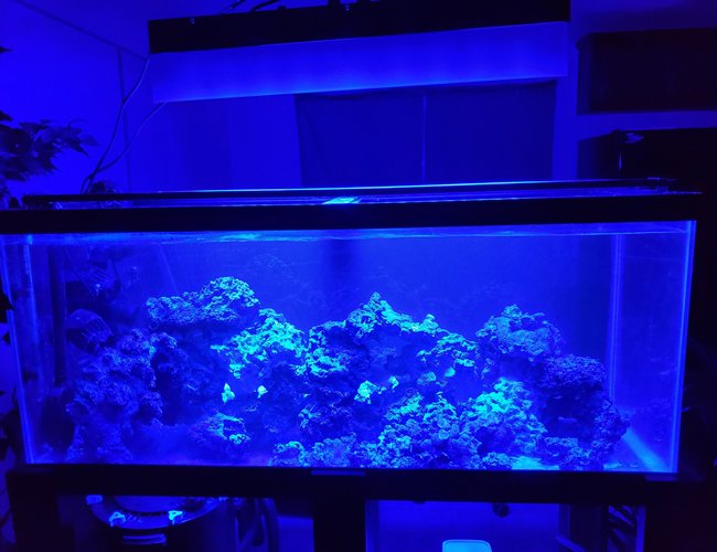 75 gallons saltwater fish tank (mostly fish, little/no live coral) - 6 Mos 75 gallons saltwater fish tank (mostly fish, little/no live coral) - 6 Mos