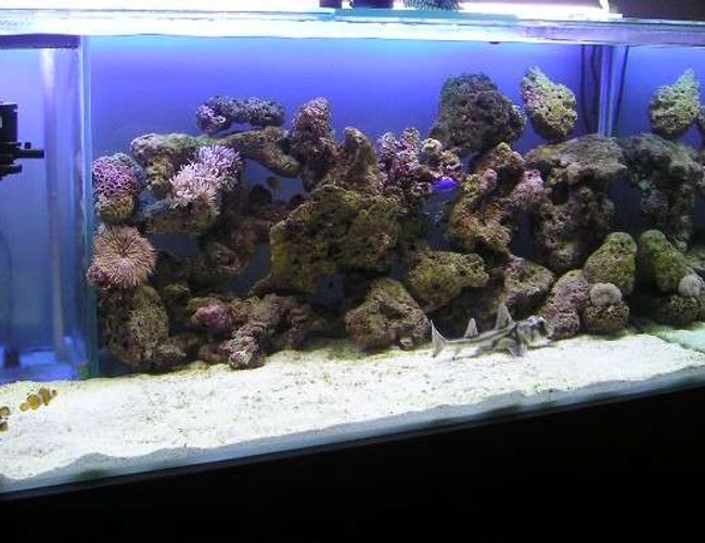 280 gallons saltwater fish tank (mostly fish, little/no live coral) - were did every one go??? newly introduced sharks will do that to fish 280 gallons saltwater fish tank (mostly fish, little/no live coral) - were did every one go??? newly introduced sharks will do that to fish