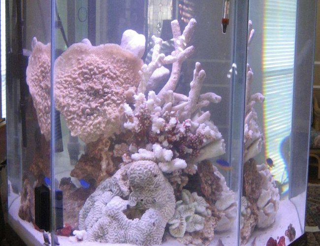 44 gallons saltwater fish tank (mostly fish, little/no live coral) - 44hex 44 gallons saltwater fish tank (mostly fish, little/no live coral) - 44hex