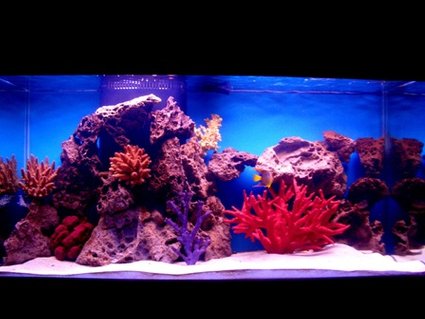 Rated #74: 90 Gallons Saltwater Fish Tank - My 90 gal Rated #74: 90 Gallons Saltwater Fish Tank - My 90 gal