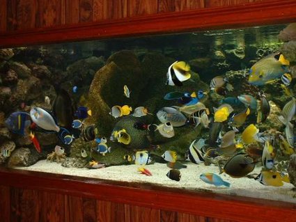 Rated #5: 2030 Gallons Saltwater Fish Tank - This is my first ever tank, cost me alot. Rated #5: 2030 Gallons Saltwater Fish Tank - This is my first ever tank, cost me alot.