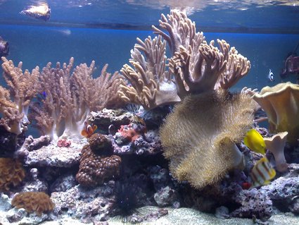 Rated #7: 132 Gallons Saltwater Fish Tank - my aquarium11 Rated #7: 132 Gallons Saltwater Fish Tank - my aquarium11