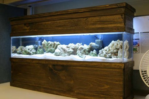 Rated #10: Saltwater Fish Tank - Updated photo of my DIY 5 gallon tank Rated #10: Saltwater Fish Tank - Updated photo of my DIY 5 gallon tank