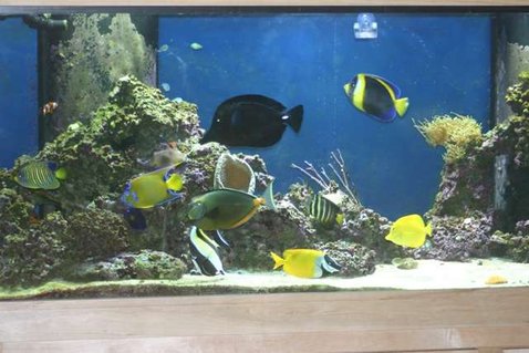 Rated #59: 210 Gallons Saltwater Fish Tank - 210 Gallon FOWLR Rated #59: 210 Gallons Saltwater Fish Tank - 210 Gallon FOWLR