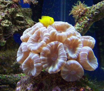Rated #16: 65 Gallons Saltwater Fish Tank - blue trumpet coral! goby likes his pic taken Rated #16: 65 Gallons Saltwater Fish Tank - blue trumpet coral! goby likes his pic taken