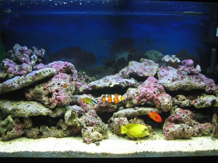 Rated #96: 75 Gallons Saltwater Fish Tank - Tank Full View Rated #96: 75 Gallons Saltwater Fish Tank - Tank Full View