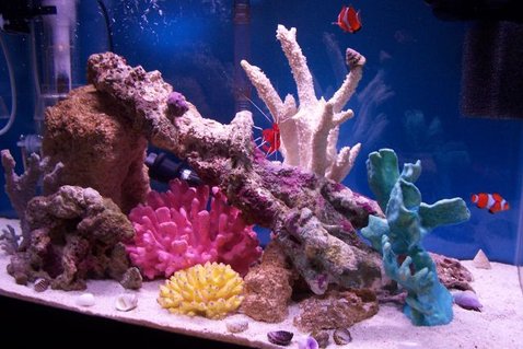Rated #16: 20 Gallons Saltwater Fish Tank - This is a picture of tank @ 4 months, just after purchasing pair of Ocellaris Clown Fish (Queen Elizebeth & Henry the VIII) :) They are doing great! Rated #16: 20 Gallons Saltwater Fish Tank - This is a picture of tank @ 4 months, just after purchasing pair of Ocellaris Clown Fish (Queen Elizebeth & Henry the VIII) :) They are doing great!