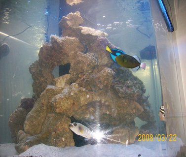 Rated #52: 250 Gallons Saltwater Fish Tank - 250 hex Rated #52: 250 Gallons Saltwater Fish Tank - 250 hex