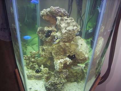 Rated #57: 60 Gallons Saltwater Fish Tank - 2mths in. Rated #57: 60 Gallons Saltwater Fish Tank - 2mths in.
