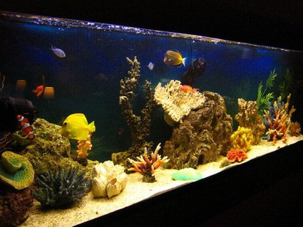 Rated #9: 105 Gallons Saltwater Fish Tank - Fish only tank after 1 year Rated #9: 105 Gallons Saltwater Fish Tank - Fish only tank after 1 year