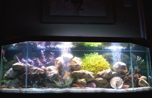 Rated #17: 55 Gallons Saltwater Fish Tank - 1st attempt at saltwater: 55 gallon fish only, 1 month old Rated #17: 55 Gallons Saltwater Fish Tank - 1st attempt at saltwater: 55 gallon fish only, 1 month old