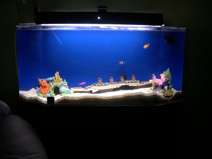 Rated #59: 29 Gallons Saltwater Fish Tank - Starter tank Rated #59: 29 Gallons Saltwater Fish Tank - Starter tank