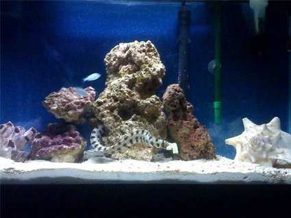 Rated #94: 29 Gallons Saltwater Fish Tank - Snowflake eel house Rated #94: 29 Gallons Saltwater Fish Tank - Snowflake eel house