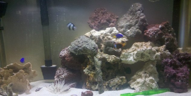 Rated #10: 29 Gallons Saltwater Fish Tank - Tank with new rocks Rated #10: 29 Gallons Saltwater Fish Tank - Tank with new rocks