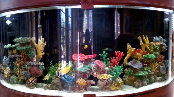 Rated #1: 250 Gallons Saltwater Fish Tank - Custom built around staircase saltwater reef tank. Difficult dimensions due to its half circle shape. About 250 gallons. Many fish kept over the years from angel fish to nurse sharks and octopuses. Just started filling it up again. Rated #1: 250 Gallons Saltwater Fish Tank - Custom built around staircase saltwater reef tank. Difficult dimensions due to its half circle shape. About 250 gallons. Many fish kept over the years from angel fish to nurse sharks and octopuses. Just started filling it up again.