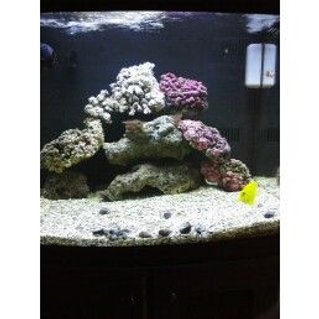 Rated #19: 29 Gallons Saltwater Fish Tank - new rock Rated #19: 29 Gallons Saltwater Fish Tank - new rock