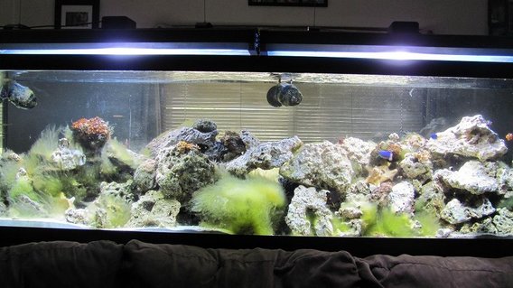 Rated #9: 125 Gallons Saltwater Fish Tank - 125 gal reef Rated #9: 125 Gallons Saltwater Fish Tank - 125 gal reef