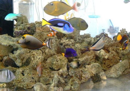 Rated #13: 55 Gallons Saltwater Fish Tank - fish only saltwater tank; test : why people don\'t upload saltwater tanks? Rated #13: 55 Gallons Saltwater Fish Tank - fish only saltwater tank; test : why people don't upload saltwater tanks?