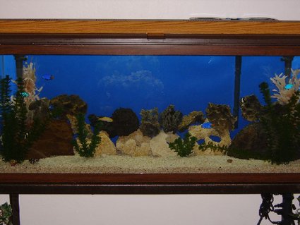 Rated #54: 55 Gallons Saltwater Fish Tank - my past time Rated #54: 55 Gallons Saltwater Fish Tank - my past time