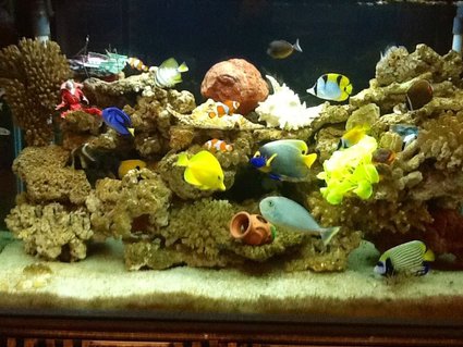 Rated #91: 90 Gallons Saltwater Fish Tank - My seawater fish tank Rated #91: 90 Gallons Saltwater Fish Tank - My seawater fish tank