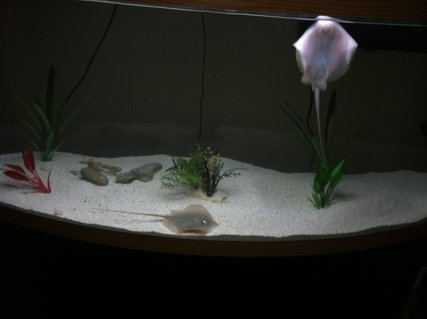 Rated #12: 110 Gallons Saltwater Fish Tank - This is freshwater not saltwater Rated #12: 110 Gallons Saltwater Fish Tank - This is freshwater not saltwater
