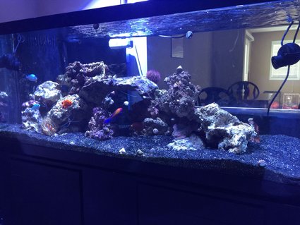 Rated #3: 75 Gallons Saltwater Fish Tank - 75 gal FOWLR tank Rated #3: 75 Gallons Saltwater Fish Tank - 75 gal FOWLR tank