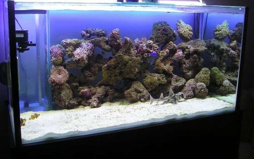Rated #20: 280 Gallons Saltwater Fish Tank - were did every one go??? newly introduced sharks will do that to fish Rated #20: 280 Gallons Saltwater Fish Tank - were did every one go??? newly introduced sharks will do that to fish