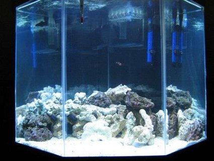 Rated #56: 10 Gallons Saltwater Fish Tank - 44 pentagon corner tank
proaquatics 75 wet dry
proaquatics 75 protien skimmer
maxi jet 900 powerhead
4500 watt titanium turbo heater
custom lighting/hood
20/10 pounds of live sand/crushed coral
30+ pounds of live rock Rated #56: 10 Gallons Saltwater Fish Tank - 44 pentagon corner tank
proaquatics 75 wet dry
proaquatics 75 protien skimmer
maxi jet 900 powerhead
4500 watt titanium turbo heater
custom lighting/hood
20/10 pounds of live sand/crushed coral
30+ pounds of live rock