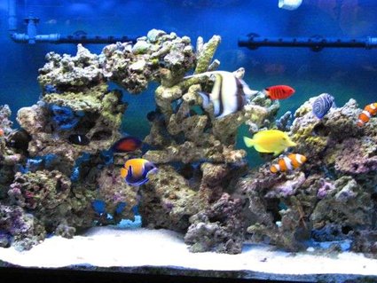 Rated #8: 90 Gallons Saltwater Fish Tank - My 90 Gallons Tank with fishes only Rated #8: 90 Gallons Saltwater Fish Tank - My 90 Gallons Tank with fishes only
