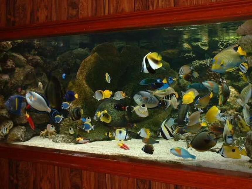 Rated #23: 2030 Gallons Saltwater Fish Tank - This is my first ever tank, cost me alot. Rated #23: 2030 Gallons Saltwater Fish Tank - This is my first ever tank, cost me alot.