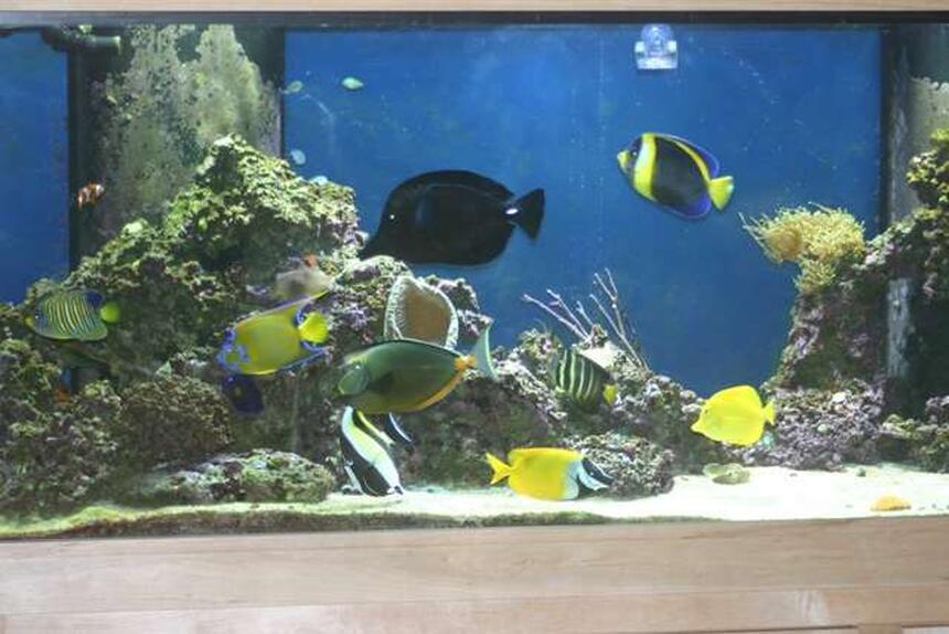 Rated #59: 210 Gallons Saltwater Fish Tank - 210 Gallon FOWLR Rated #59: 210 Gallons Saltwater Fish Tank - 210 Gallon FOWLR