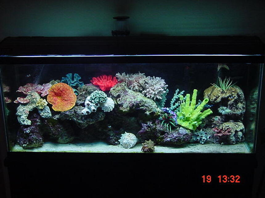 Rated #64: 55 Gallons Saltwater Fish Tank - 55 gallon marine tank with 85 pounds of cured live figi rock! Rated #64: 55 Gallons Saltwater Fish Tank - 55 gallon marine tank with 85 pounds of cured live figi rock!