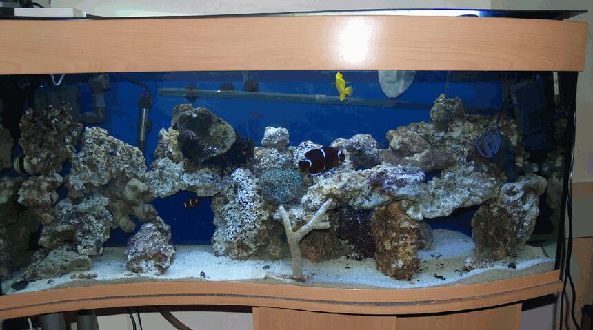 Rated #69: 34 Gallons Saltwater Fish Tank - Full Tank View
More to come Rated #69: 34 Gallons Saltwater Fish Tank - Full Tank View
More to come