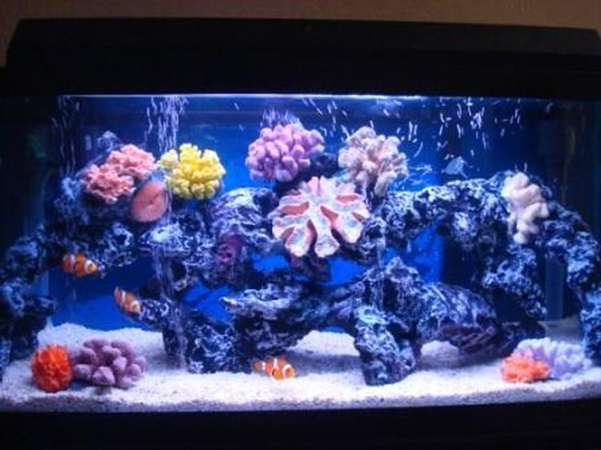 Rated #52: 30 Gallons Saltwater Fish Tank - not bad? Rated #52: 30 Gallons Saltwater Fish Tank - not bad?