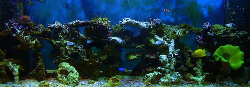 Rated #37: 180 Gallons Saltwater Fish Tank - 180g 1 yellow tang , 1 powder blue tang , 1sailfin tang , 1 docter tang , 3 lawnmowers , 1 radiant wrasse , 1 yellow wrasse , 1 cleaner wrasse , 2 false perculer clowns , 2 saddleback clowns , 1 strawberry basslet , 1 yellow tail blue damsel ,1 purple and yellow damsel ,100s of snails and crabs ,1 sand sifting star , 1 serpent star ,1 green carpet , 1 coral banded shrimp , 1 pepper mint shrimp Rated #37: 180 Gallons Saltwater Fish Tank - 180g 1 yellow tang , 1 powder blue tang , 1sailfin tang , 1 docter tang , 3 lawnmowers , 1 radiant wrasse , 1 yellow wrasse , 1 cleaner wrasse , 2 false perculer clowns , 2 saddleback clowns , 1 strawberry basslet , 1 yellow tail blue damsel ,1 purple and yellow damsel ,100s of snails and crabs ,1 sand sifting star , 1 serpent star ,1 green carpet , 1 coral banded shrimp , 1 pepper mint shrimp