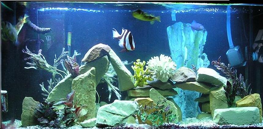 Rated #100: 110 Gallons Saltwater Fish Tank - NEW TANK PIC Rated #100: 110 Gallons Saltwater Fish Tank - NEW TANK PIC