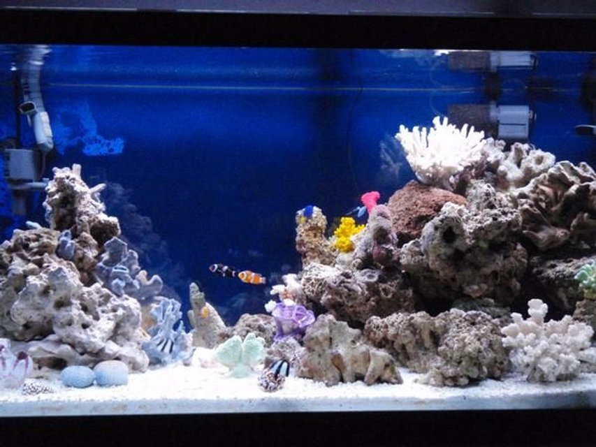 Rated #11: 90 Gallons Saltwater Fish Tank - GOing on over 2 years, A better pic of my tank, any Ideas....