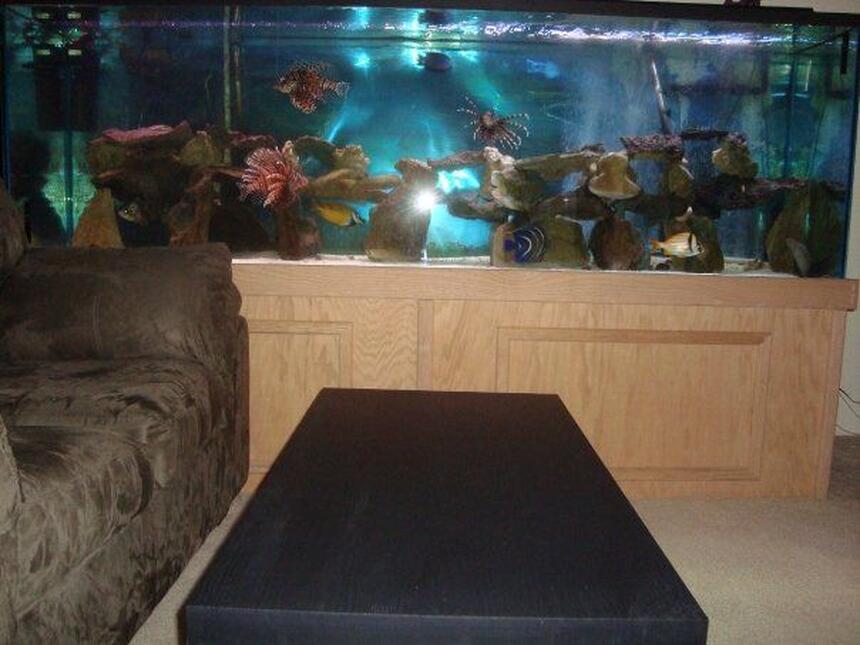 Rated #28: 310 Gallons Saltwater Fish Tank - 310 Gallons. The dimensions are 96in x 32in x 24in. Individual Pictures of the fish coming soon. Rated #28: 310 Gallons Saltwater Fish Tank - 310 Gallons. The dimensions are 96in x 32in x 24in. Individual Pictures of the fish coming soon.